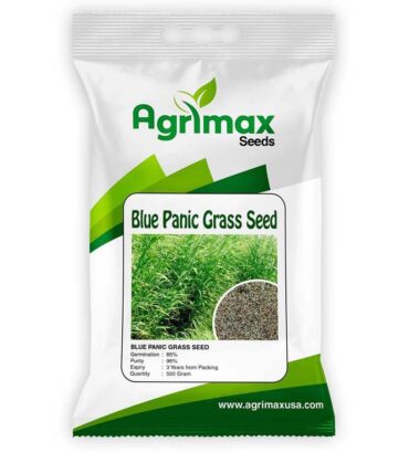 BLUE PANIC SEED